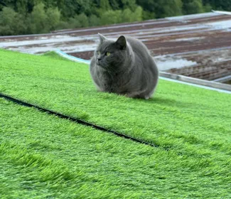 Декоративна трава Сity GRASS 30 мм