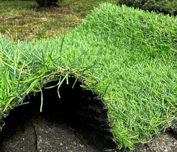 Декоративная трава LANDGRASS 20 1